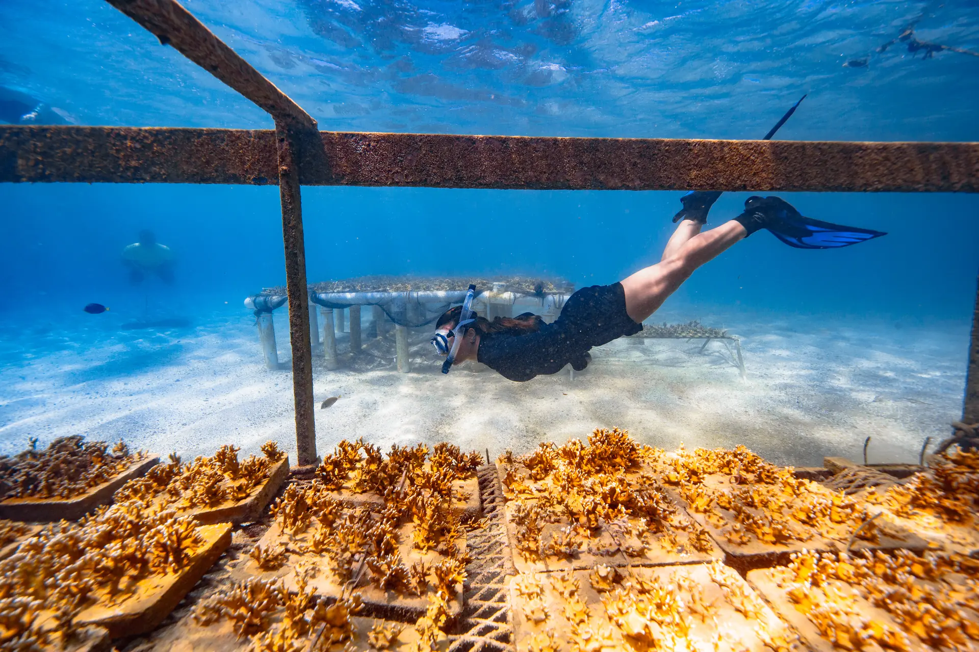 Mergulhador sobre estruturas submersas com fragmentos de coral em crescimento